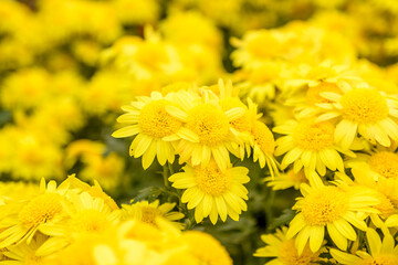 Yellow chrysanthemum in the park and garden. Plant in a botanical garden.