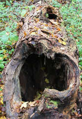 An old tree with a hollow