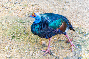 Obraz premium Ocellated turkey bird chicken in tropical nature in Coba Mexico.