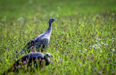 Turkey in a field 