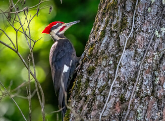 woodpecker on tree