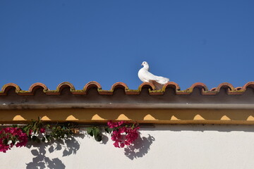White Fantail Pigeon on terracota roof racks and flowers