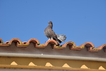 Grey Fantail Pigeon on terracota roof racks