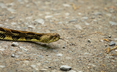 snake in the sand