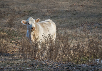 White Cow 