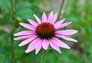 Fototapeta premium Bloom in nature echinacea purpurea