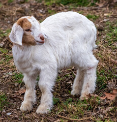 Baby white sheep