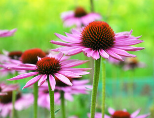 Bloom in nature echinacea purpurea