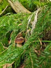 Little mushroom in the grass in autumn in the forest.