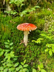 Red toadstool in the forest, detail, autumn