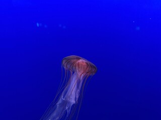 jellyfish