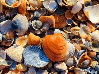 seashells on the beach