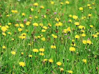 fresh green wild meadow with yellow flowers