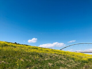 菜の花　春　spring