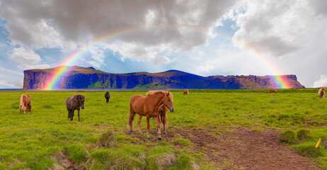 The Icelandic red horse is a breed of horse developed with rainbow - Iceland blooming Icelandic...