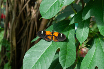 Longwing Butterfly on a Leaf