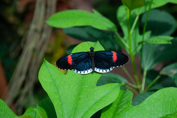 Fototapeta na wymiar Melpomene Longwing Butterfly on a Leaf