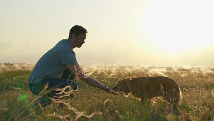 Dog sitting next its owner. Man strokes dog spaniel with hand, outdoors. Concept human animal...