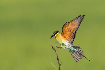 Blue Tailed Bee-eater Bird Landing Bird In Flight