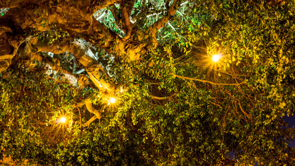 night crown of a tree with leaves and branches with shining lamps and garlands, flashlights and green nature landscape