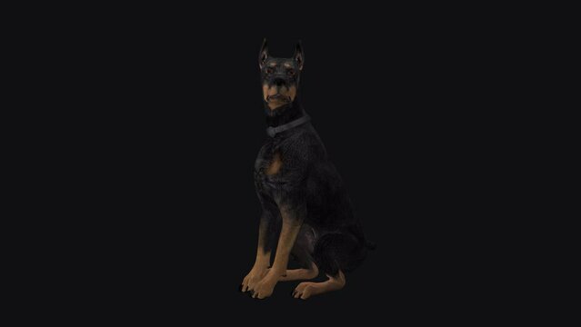 Doberman Dog - Seating and Barking Loop - Alpha Channel - Realistic 3D model animation with alpha channel isolated on transparent background