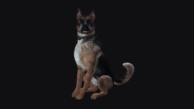German Shepherd Dog - Seating and Barking Loop - Alpha Channel - Realistic 3D model animation with alpha channel isolated on transparent background
