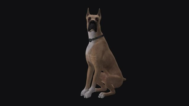 Great Dane Dog - Seating and Barking Loop - Alpha Channel - Realistic 3D model animation with alpha channel isolated on transparent background