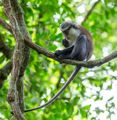 A mona Monkey on a tree in Lekki Conservation area in Lagos, Nigeria.  The centre is located in the middle of Lagos and it is is home to abundant plants and wildlife