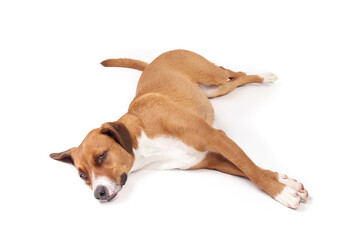 Happy dog lying stretched out. Relaxed cute puppy dog with stretched out legs to the side, feeling safe and secure. Female Harrier mix dog, brown, medium size. Selective focus. White background.
