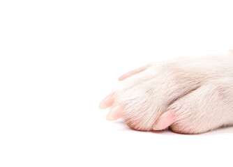 Isolated dog paw. Close up of white puppy dog front leg with pink claws. Medium sized mixed breed dog. Concept for dog foot and nail health. White background. - obrazy, fototapety, plakaty