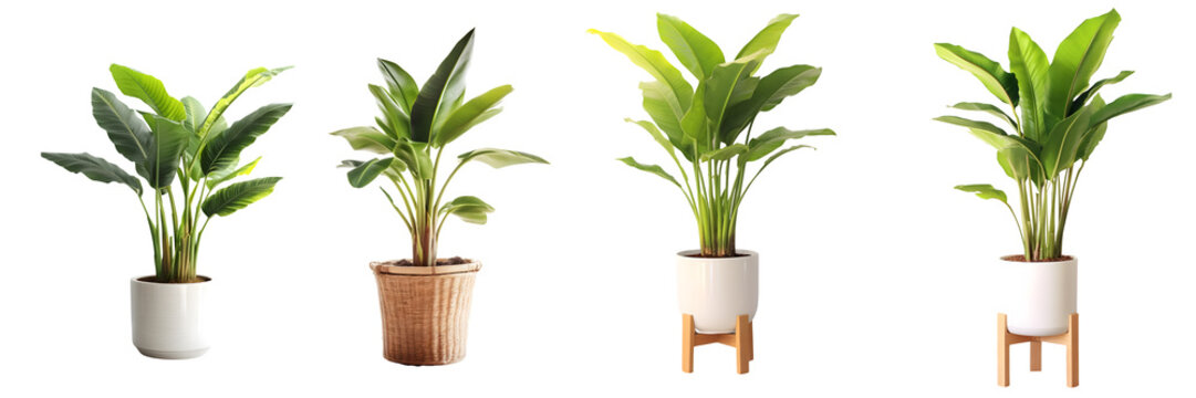 Set of banana tree in Pot, isolated on a transparent background