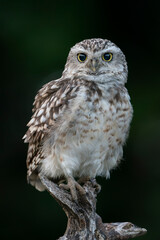 Cute Burrowing owl (Athene cunicularia) sitting on a branch. Dark background. Front view.                                      