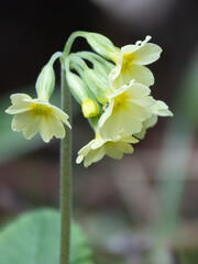 Cowslip