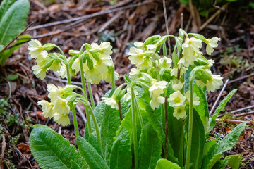 Cowslip