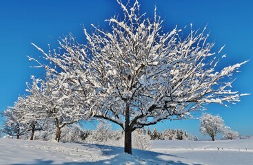 Obstbaum mit Schnee