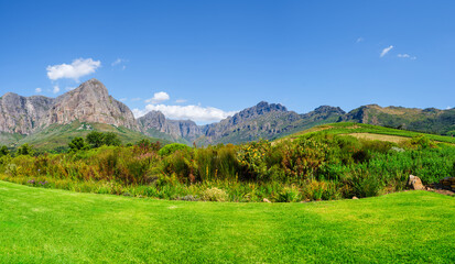 Lush green grass and protea fynbos with stellenbosch mountains in the background, Cape Town, South...