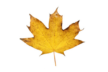 Maple leaf in autumn fall colour, png stock photo file cut out and isolated on a transparent background