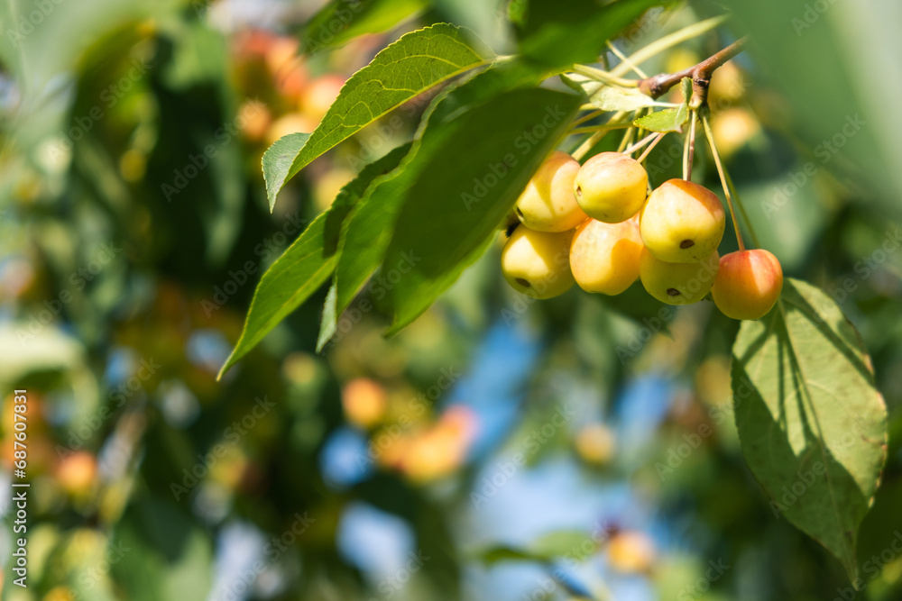 Poster many small red apples on the branches apple tree, sunny day, autumna lot of small red apples on a br