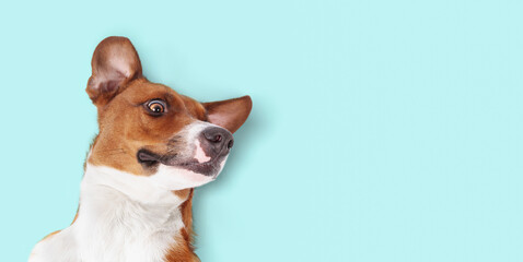 Dog lying on back on colored background with silly face while looking at camera. Cute silly puppy dog feeling happy and safe and ready for affection. Female Harrier mix dog. Selective focus. - obrazy, fototapety, plakaty