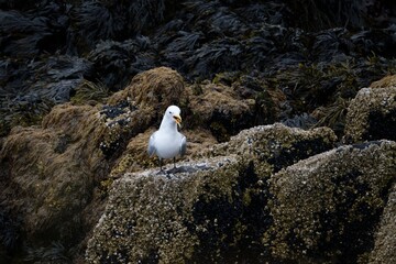 seagull on rocks