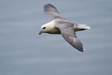 seagull in flight