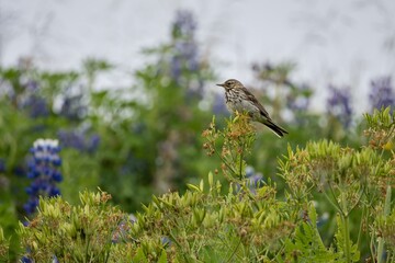 bird in the grass