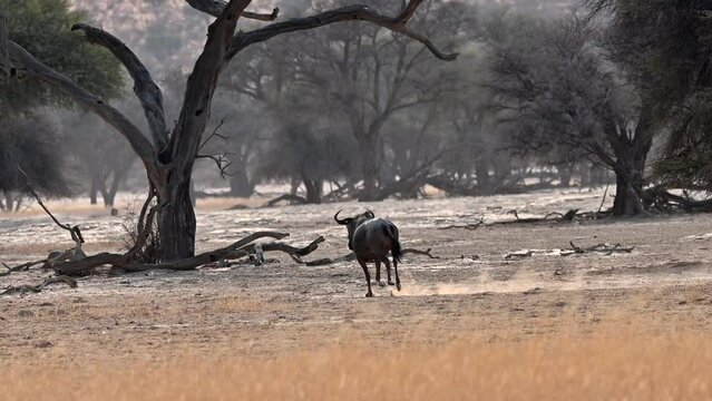 Wildebeest running away at a fast trot. The camera tracks the wildebeest and the size of the wildebeest remains unchanged. Kgalagadi Transfrontier Park