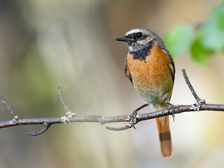 Common redstart