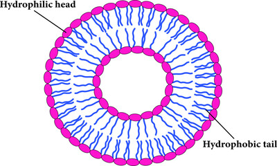 The Scheme of a liposome formed by phospholipids.Vector illustration.