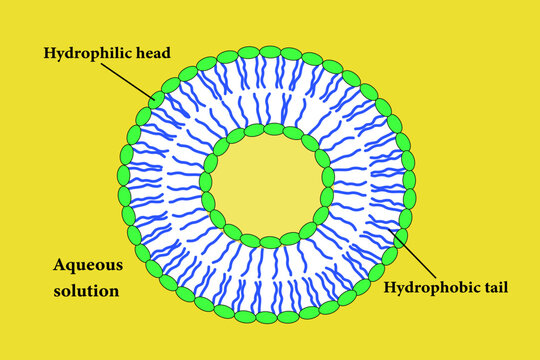 The Scheme of a liposome formed by phospholipids.Vector illustration.