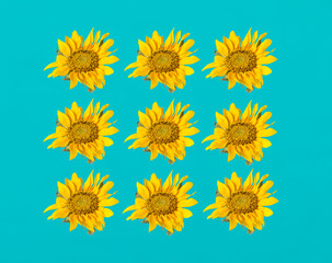 Simple repetitive pattern with isolated sunflower blooms against the turquoise background. Minimal concept of love, friendship, optimism. Flat lay. Floral pattern. Copy space.