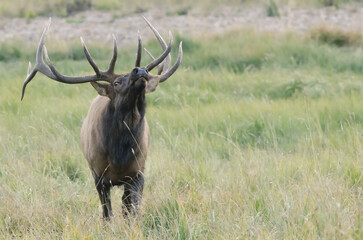 Elk, Cervus canadensis