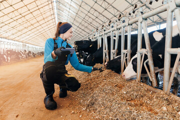 Fototapeta premium Control quality of hay for feeding cows, farmer worker uses smartphone check nutrition for health care of cattle