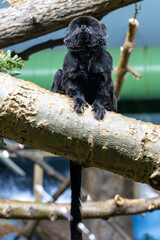 Goeldi  monkey sitting high up on a tree branch